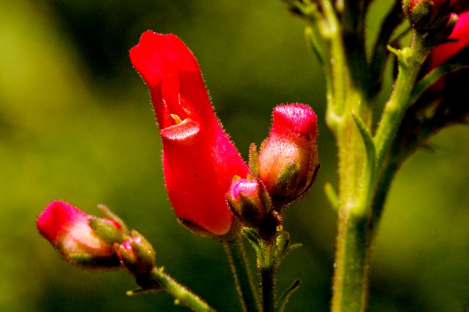 Scrophularia macrantha