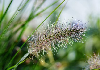 Drop of water grashalm tau drops of morning dew photo