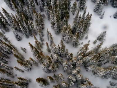 Trees from Above in Winter