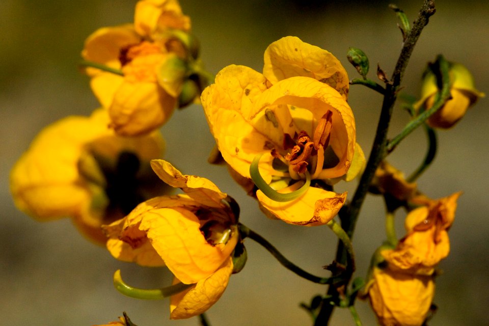 Senna wislizeni