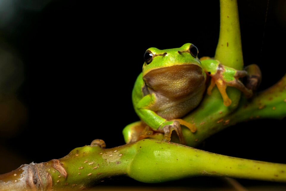 Hyla meridionalis the frog amphibians