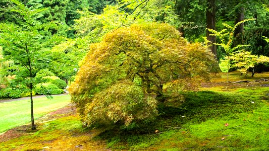 Portland Japanese Garden 3