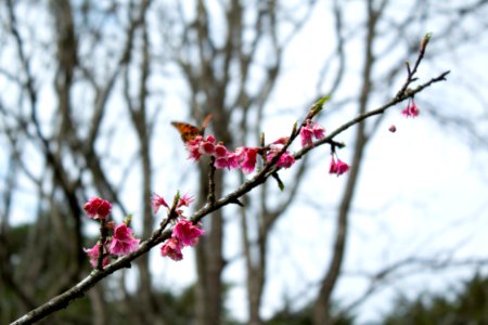 Flores