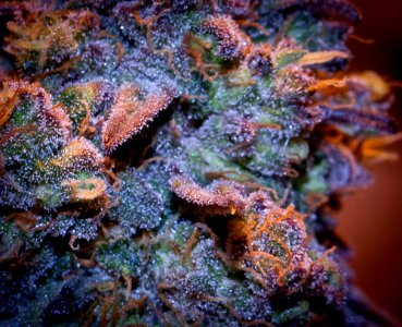 Macro Purple Wreck