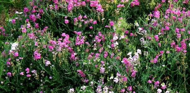 Sweet Peas photo