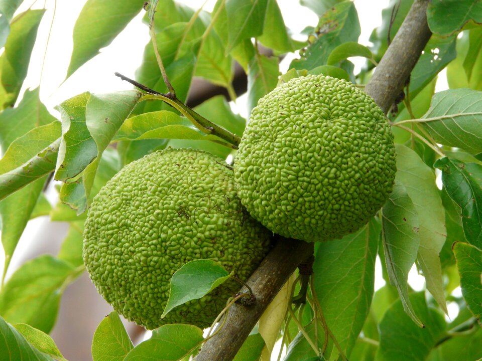Oranges tree fruit