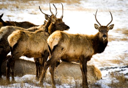 Elk at Rocky Mountain National Park Colorado photo