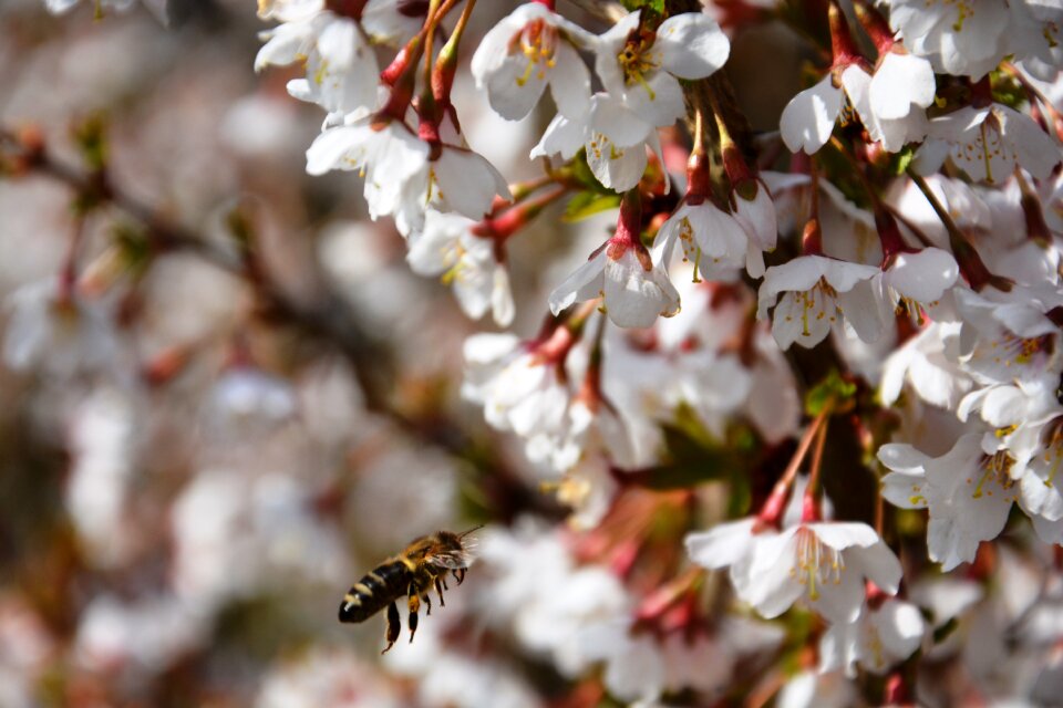 Blossom bloom nature