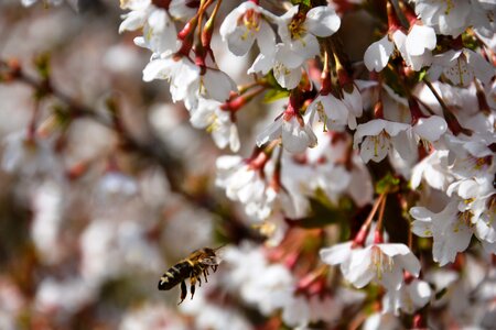 Blossom bloom nature photo