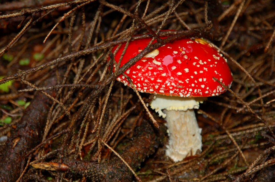 Autumn poisoning danger