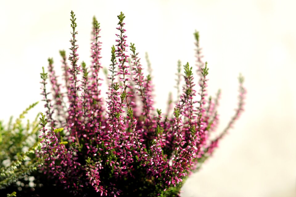 Heather flowers pink