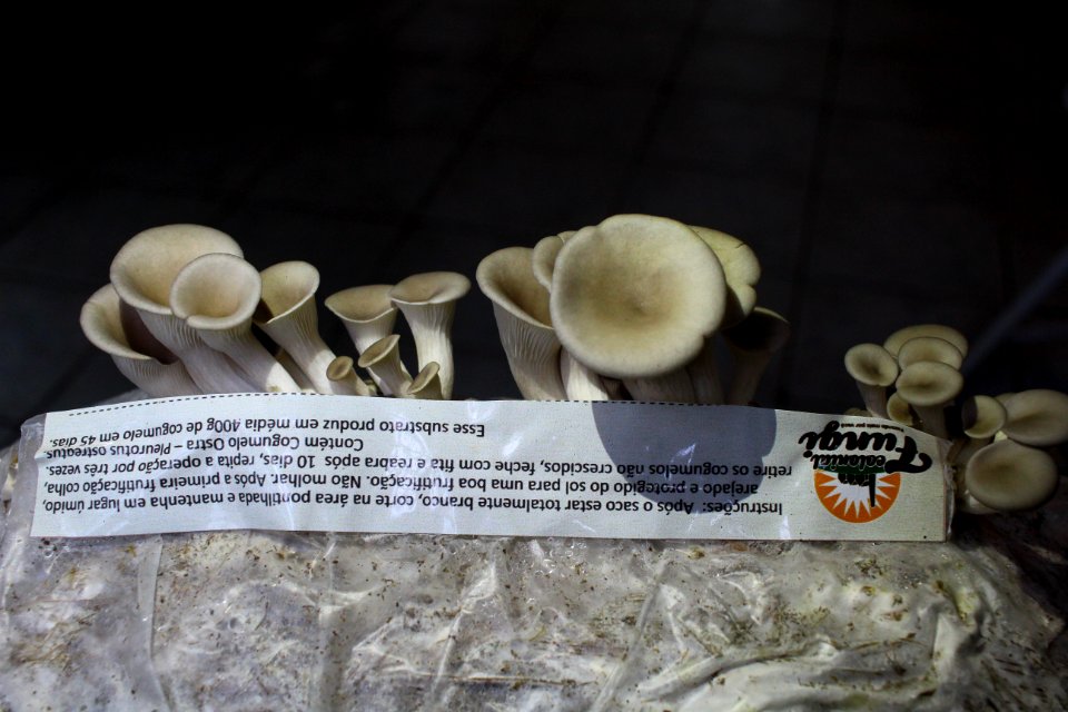 09.10.2018 - SDR - Conversa Técnica Cultivo e Consumo de Cogumelos - Foto Marcel Avila