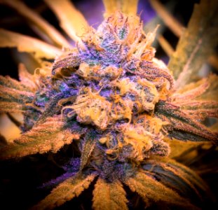 Blue Dream Bud