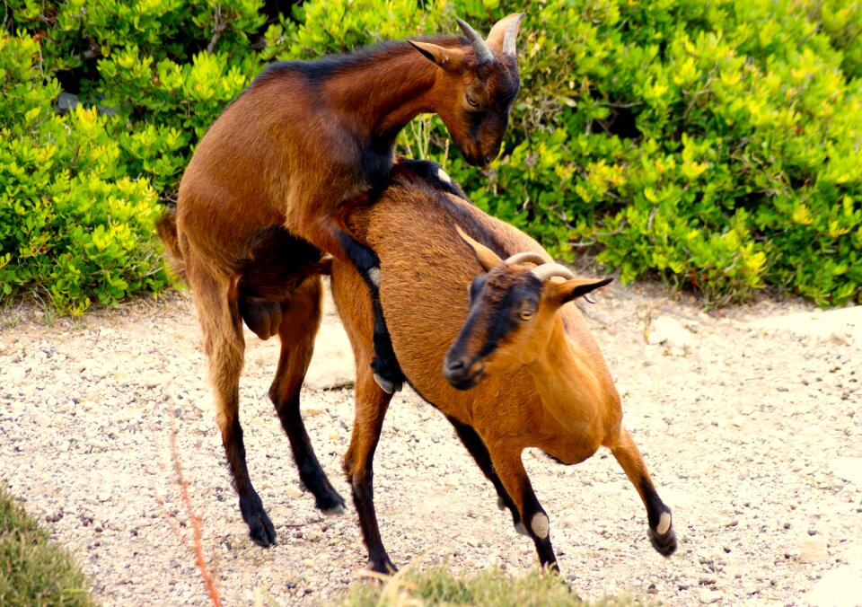 Brown animal world horns