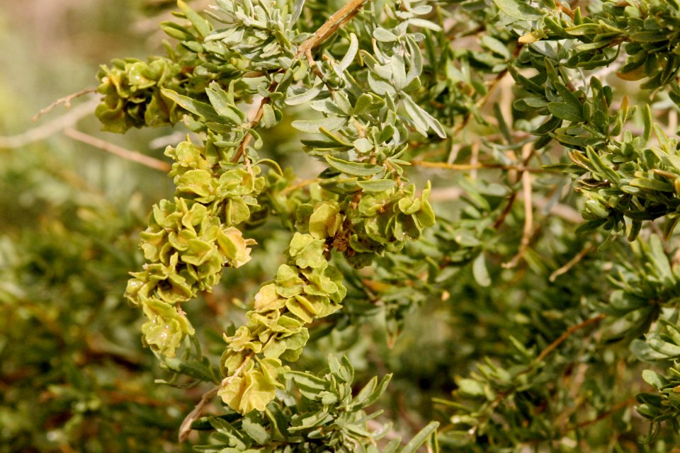 Atriplex canescens