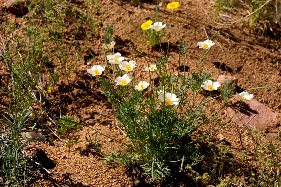 Eschscholzia californica subsp. mexicana