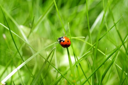 Ladybug insect nature photo