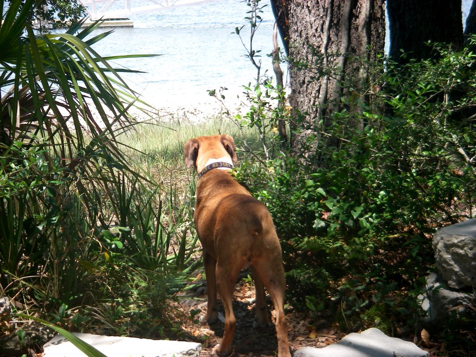 Nubbie at Hilton Head