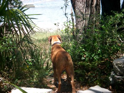 Nubbie at Hilton Head photo