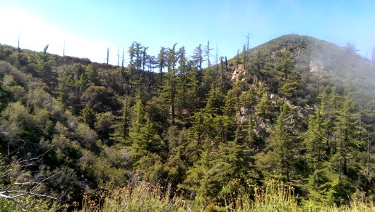 mountain trees