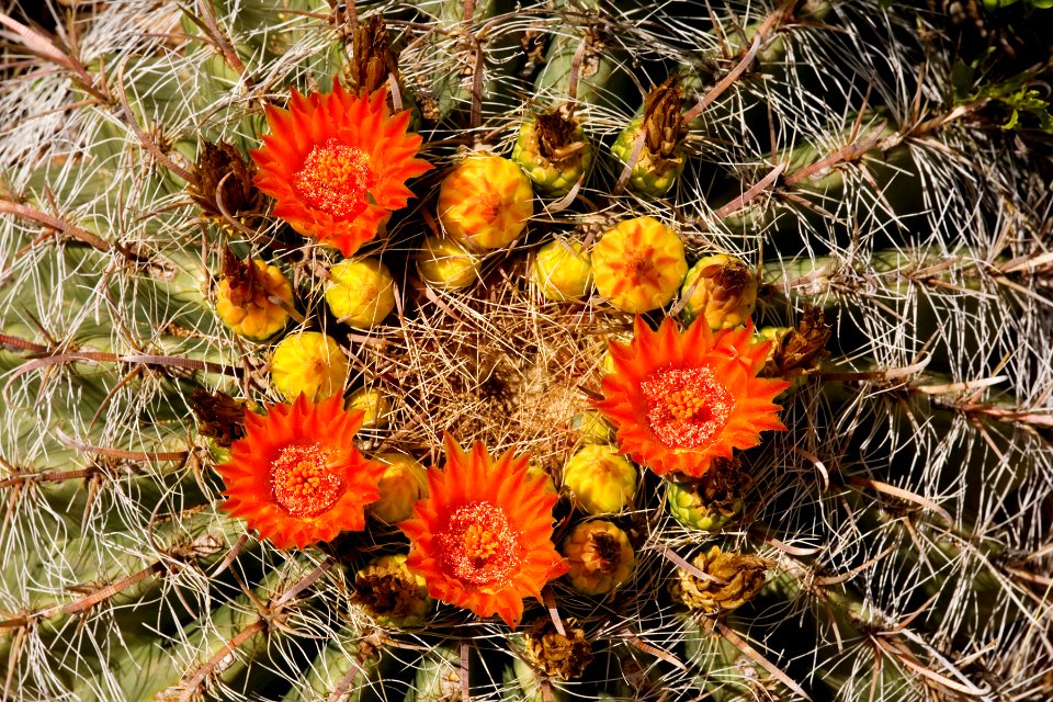 Ferocactus wislizeni