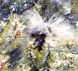 Porcupine Colorado