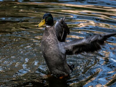 Wing water bird flutter