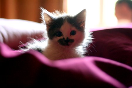 Lucy as a Kitten 1