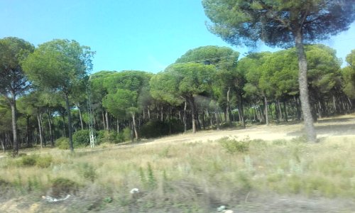 Parque Natural de Doñana (Huelva).