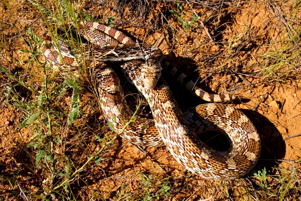Pituophis catenifer affinis