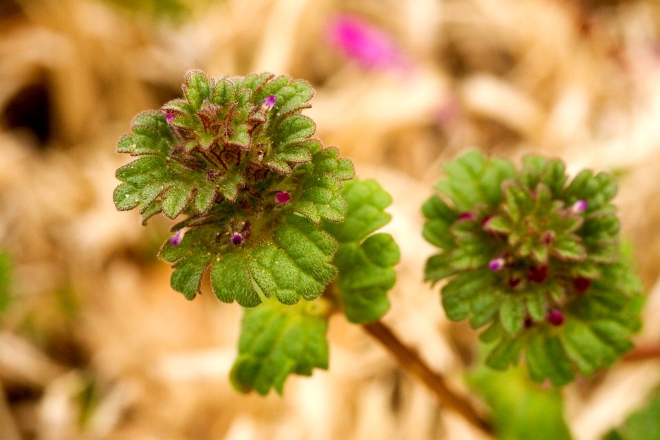 Lamium amplexicaule