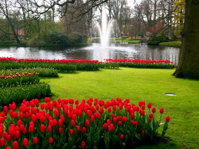 Keukenhoff Tulips and Fountain photo