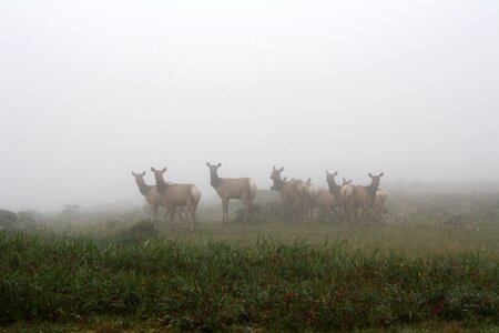 Nature coast fog
