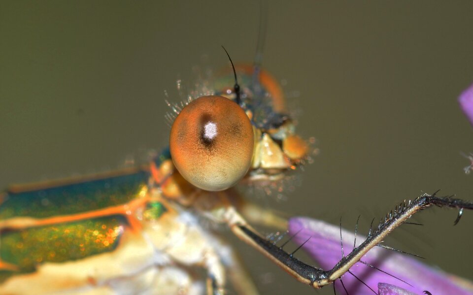 Sponsa eye macro