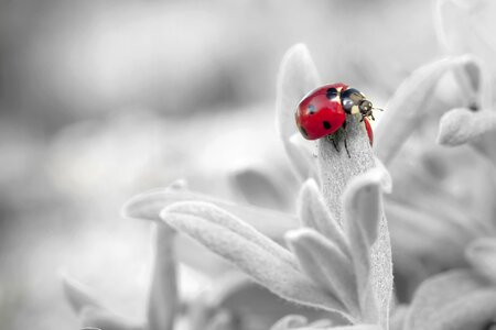 Ladybug insect nature photo