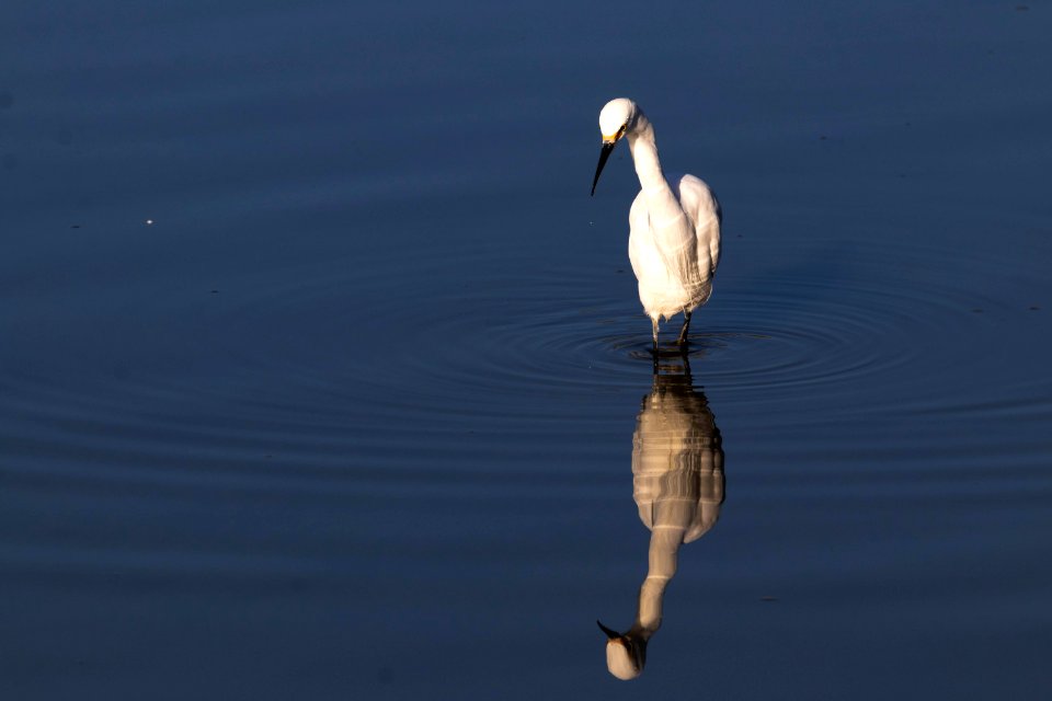 Ripples, Reflection, Egret