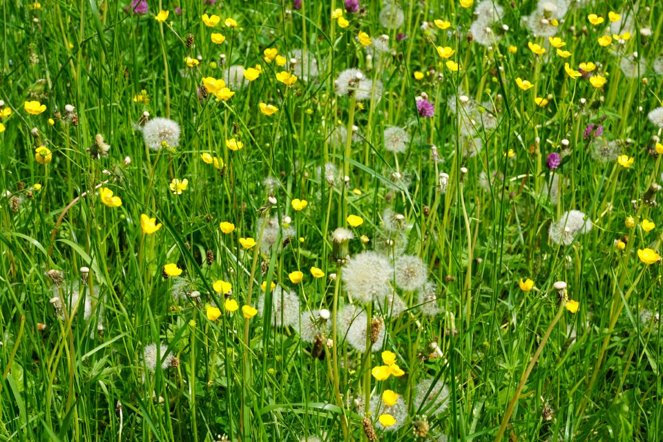 Colorful summer nature