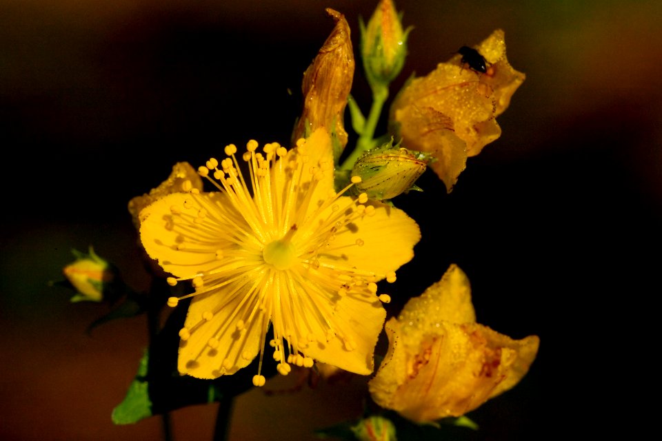 Hypericum scouleri