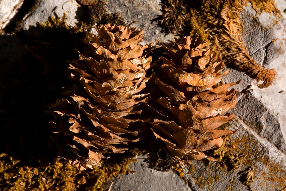 Picea engelmannii