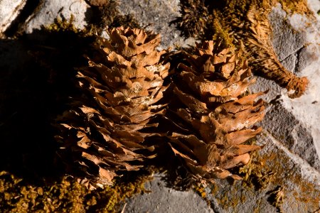 Picea engelmannii