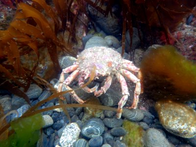 Spider crab