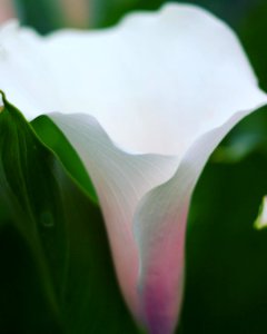 Calla Lily's graceful petals form the most beautiful rain catchment. They have a tropical like appearance when placed in your northern garden. They need rich organic soil and should be dug up and stored over-winter to protect them from the frost. #callali photo