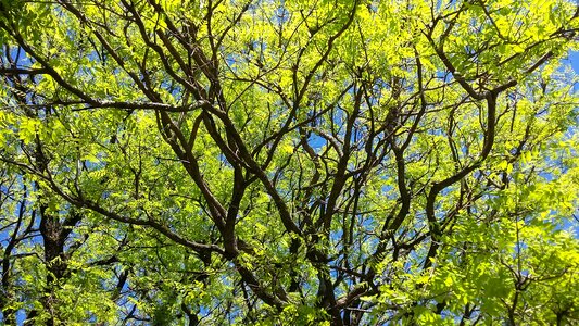 Tree plants life