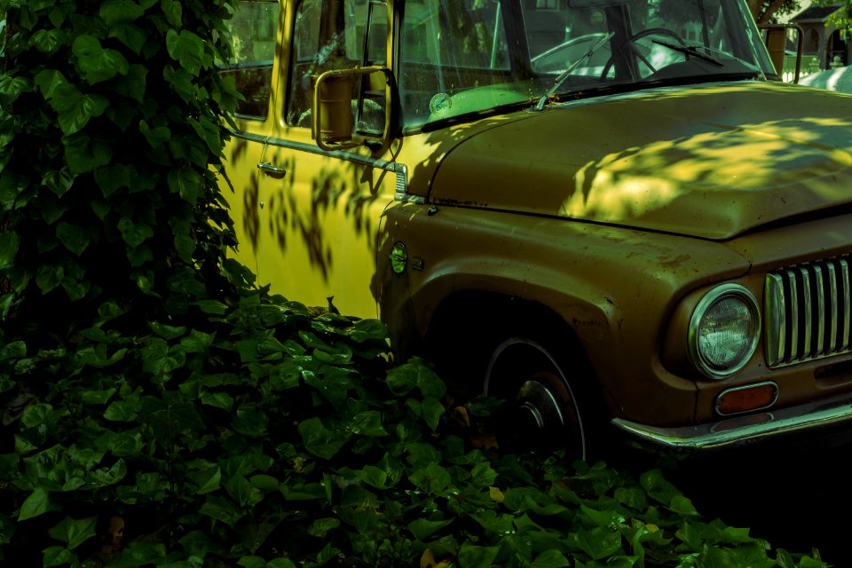 Old car, new leaves
