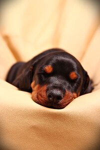 Pets animal canine