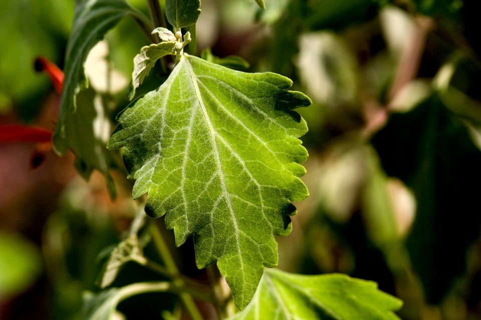Salvia pinguifolia