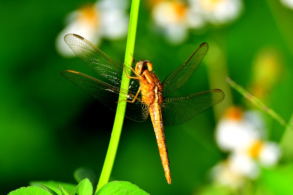 DSC 9352 褐斑蜻蜓 20160723 紅樹林