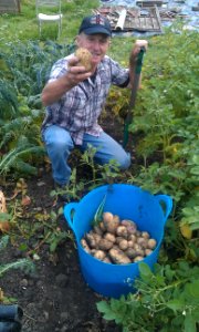 Steve harvesting the first spud crop