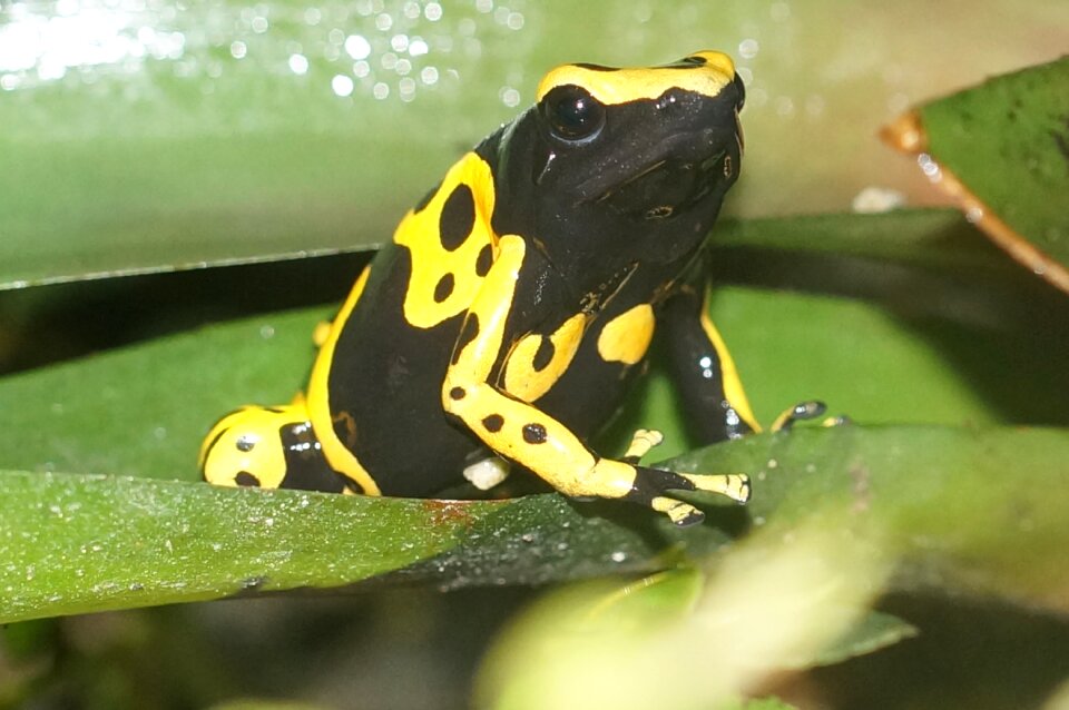 Poison frog small amphibian