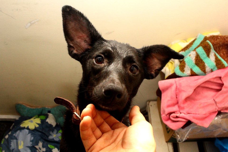 01.10.2018 - SMS - Especial Dia dos Animais - Foto Marcel Avila